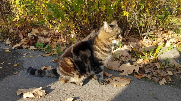 Gestreifte Katze mit Herbstblättern — Stockfoto