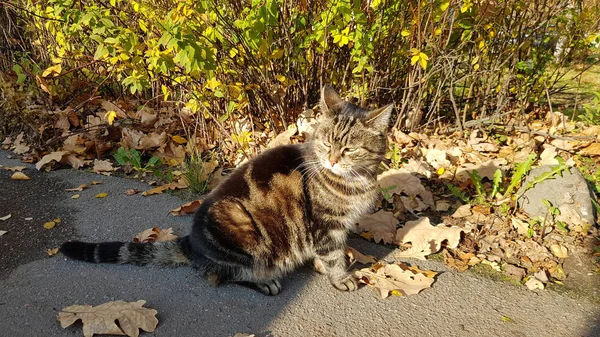 Randig katt med höstlöv — Stockfoto