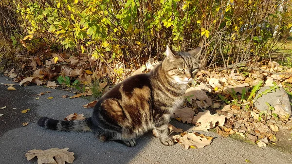 Gato rayado con hojas de otoño — Foto de Stock