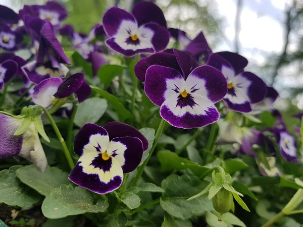 Pansies in the summer on a bed — Stock Photo, Image