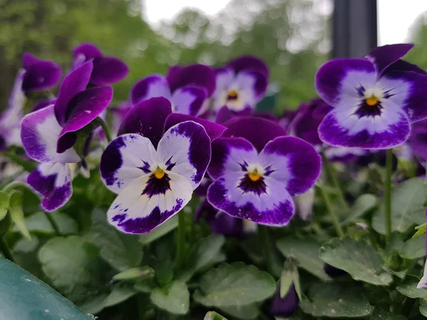 Bir yatakta yaz aylarında Pansies — Stok fotoğraf