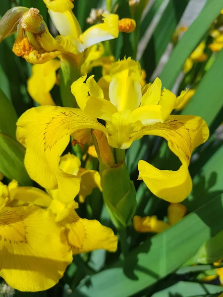 Çim üzerinde irises — Stok fotoğraf