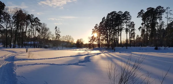 Puesta de sol en invierno y largas sombras de los árboles — Foto de Stock