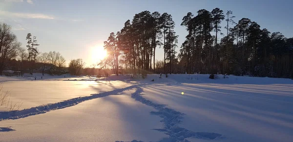 冬天的日落和树木的长影 — 图库照片