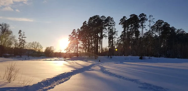 Coucher de soleil en hiver et longues ombres des arbres — Photo