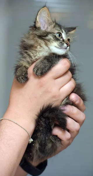 Hermoso gatito mullido en las manos — Foto de Stock