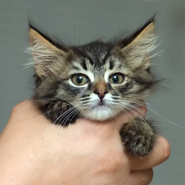 Fluffy beautiful kitten in the hands — Stock Photo, Image