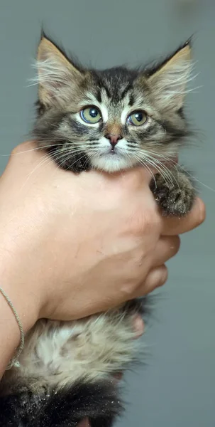 Fluffiga vackra kattunge i händerna — Stockfoto