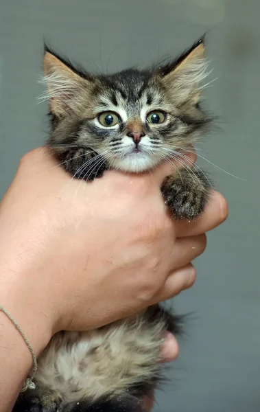 Пушистый красивый котенок в руках — стоковое фото