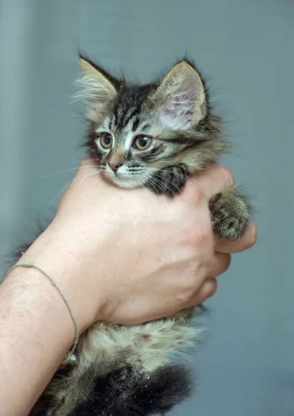 Пушистый красивый котенок в руках — стоковое фото