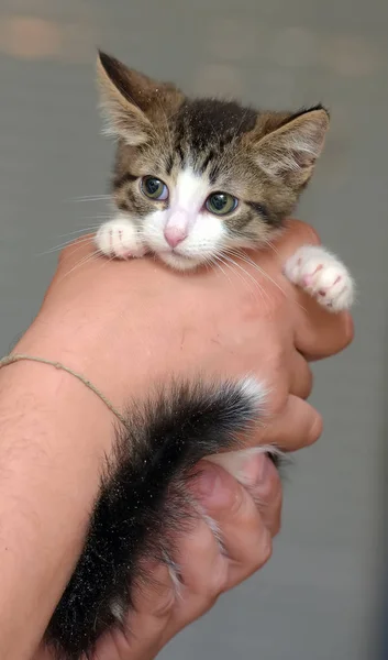 Kahverengi küçük bir kedi yavrusu ile beyaz — Stok fotoğraf