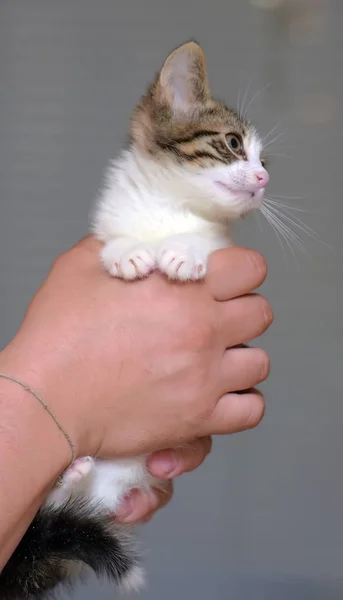 Branco com um gatinho marrom — Fotografia de Stock