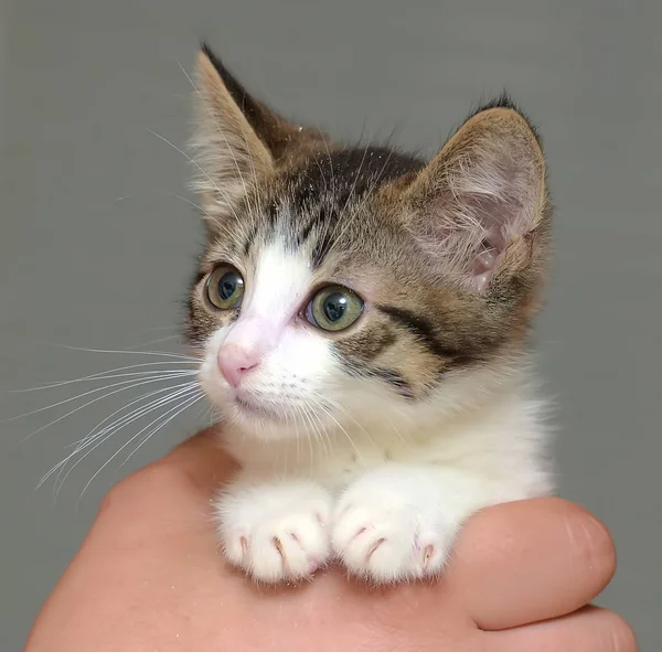 Blanco con un gatito marrón — Foto de Stock