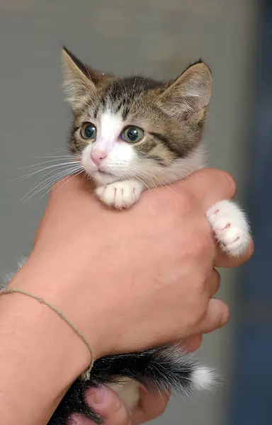 Hvit med en brun liten kattunge – stockfoto