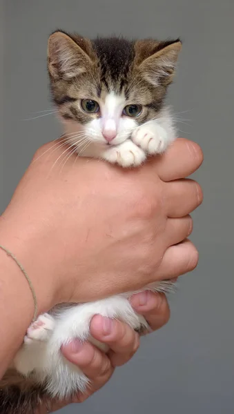 갈색 작은 새끼 고양이와 흰색 — 스톡 사진