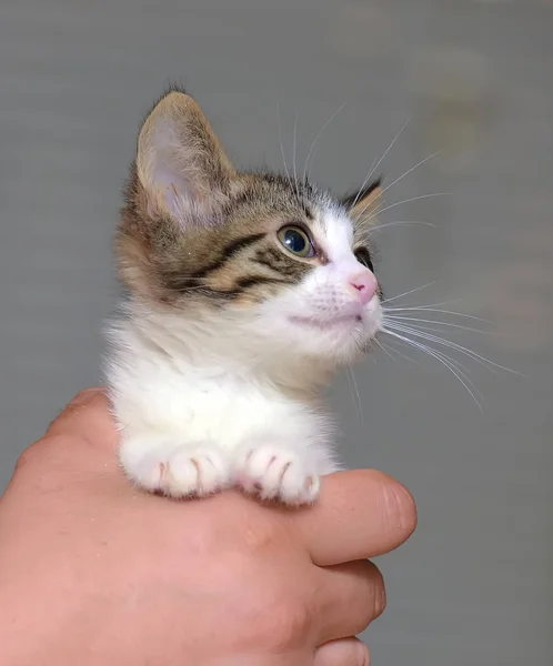 Blanco con un gatito marrón — Foto de Stock