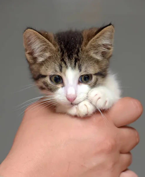 Vit med en brun liten kattunge — Stockfoto