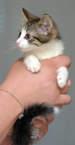 Branco com um gatinho marrom — Fotografia de Stock