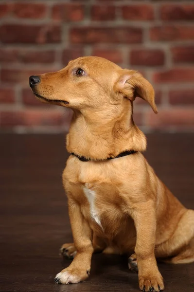 Rode teckel hond mestizo — Stockfoto