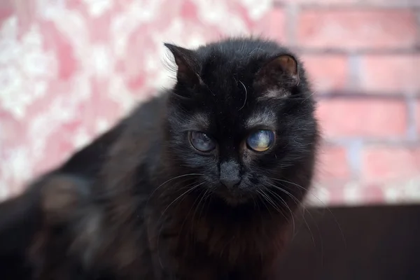 Старий сліпий чорний кіт — стокове фото