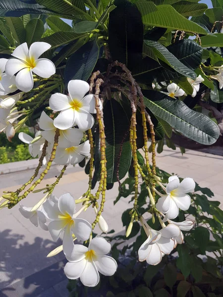 Lähikuva kaunis Plumeria . — kuvapankkivalokuva