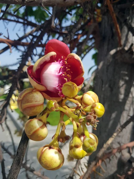 Sala Flora nebo Shorea robuststa na Cannonballu — Stock fotografie