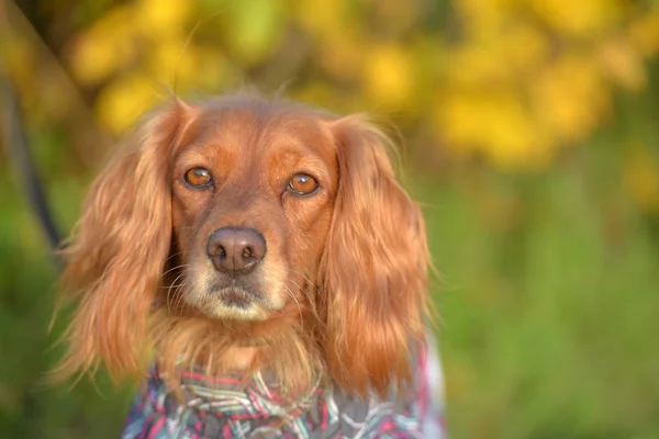 Red Spaniel i höst i parken — Stockfoto