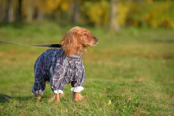 Spaniel em macacão no gramado — Fotografia de Stock