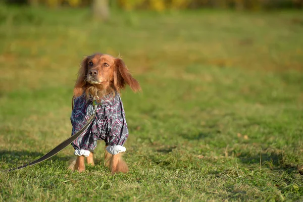 Spaniel in overalls on the lawn — Stock Photo, Image