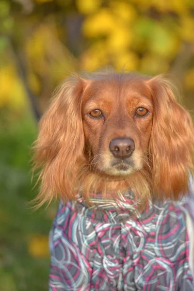 Spaniel in tuta intera sul prato — Foto Stock