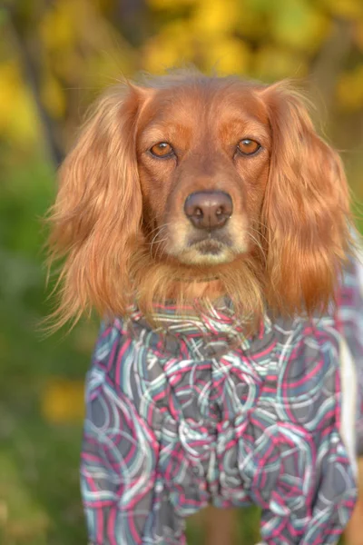 Spaniel in overalls on the lawn — Stock Photo, Image