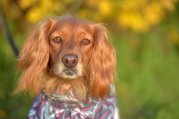 Spaniel en overoles en el césped — Foto de Stock