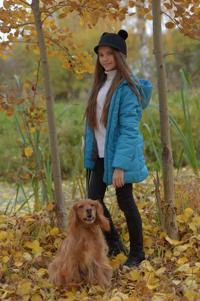 Girl in a blue jacket walks with an English spaniel — Stock Photo, Image