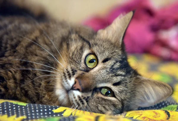 Beau chat brun sibérien — Photo