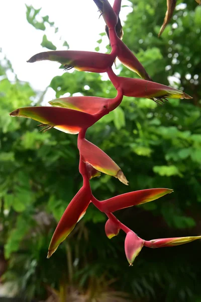 (Heliconia rostrata), Flor tropical Heliconia — Fotografia de Stock