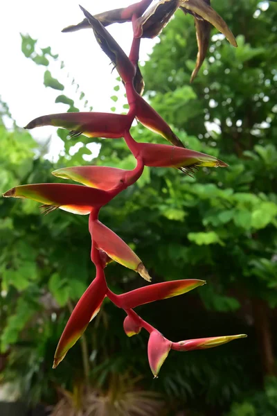 (Геліконія ростра), тропічна квітка Геліконії — стокове фото