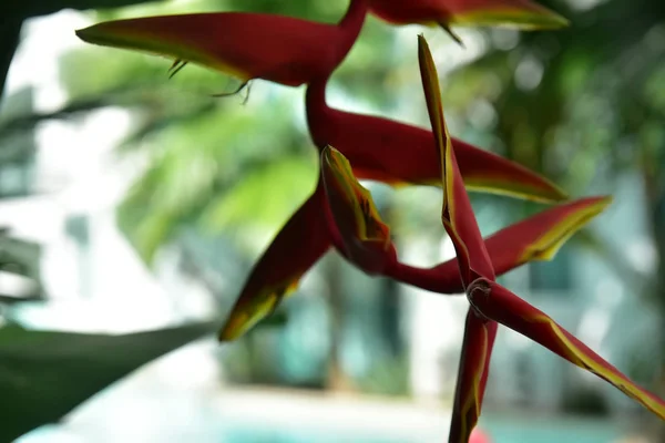 (Heliconia rostrata), Flor tropical Heliconia — Fotografia de Stock