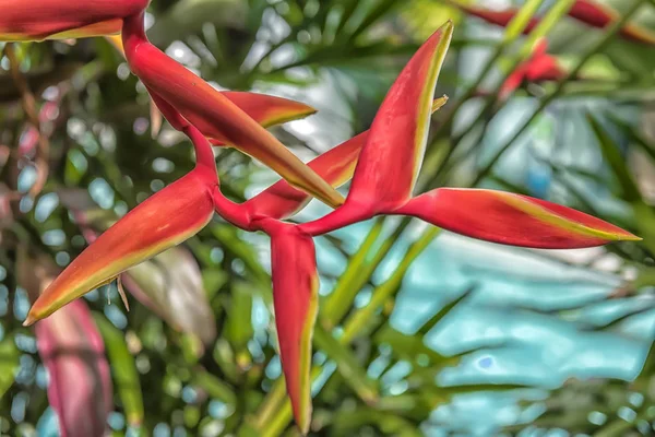 가드의 열대 우림 꽃 로스트라타 — 스톡 사진