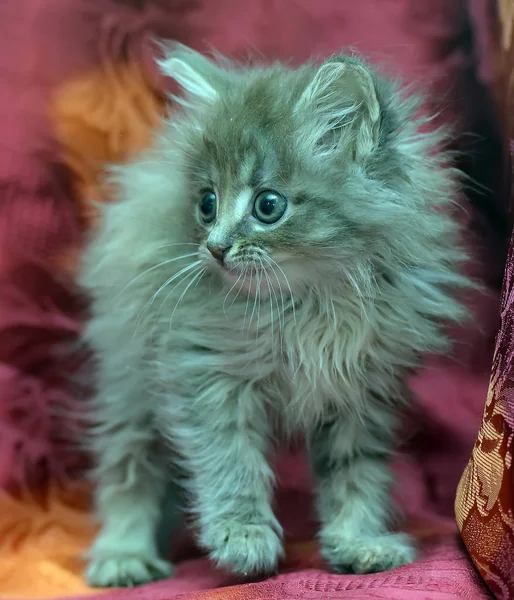 Gray fluffy kitten on  red — Stock Photo, Image