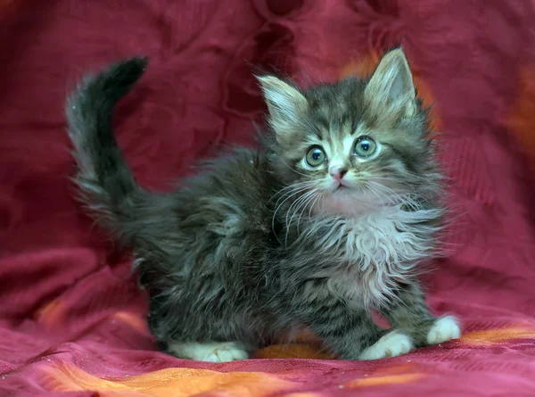 Flauschiges sibirisches Kätzchen auf rotem Hintergrund — Stockfoto