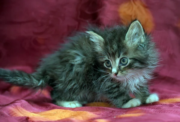 Пухнастий Сибірський кошеня на червоному фоні — стокове фото