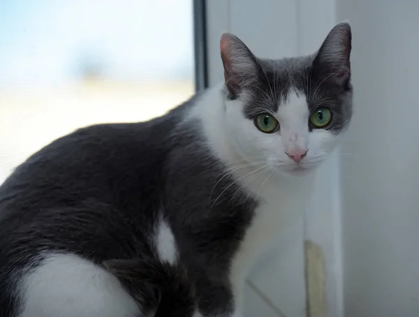 Traurig Und Deprimiert Streunende Schwarze Katze Suchen