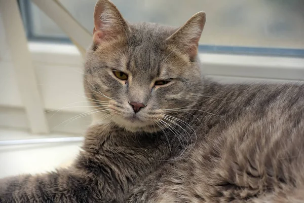 Gato gris con ojos anaranjados —  Fotos de Stock