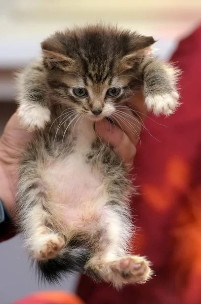 Marrón rayas con un blanco vientre gatito — Foto de Stock