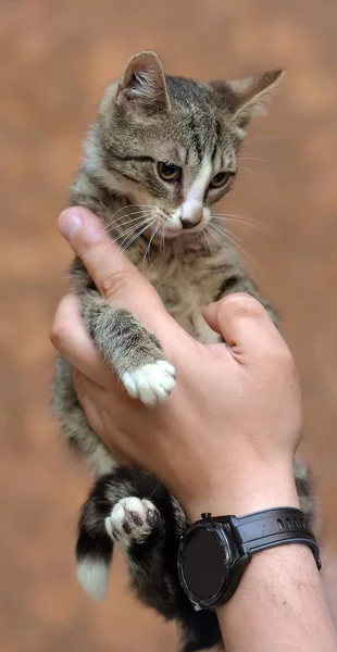 Gestreift mit weißer junger Katze — Stockfoto