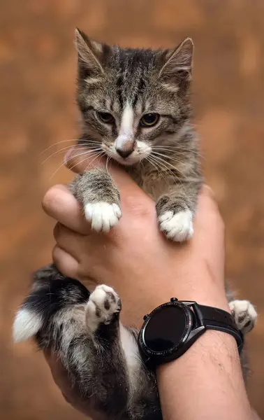 Striped with white young cat — Stock Photo, Image