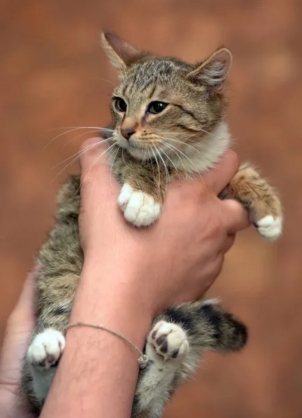 Listrado com branco jovem gato — Fotografia de Stock