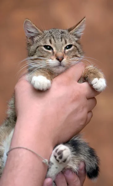 A strisce con bianco giovane gatto — Foto Stock