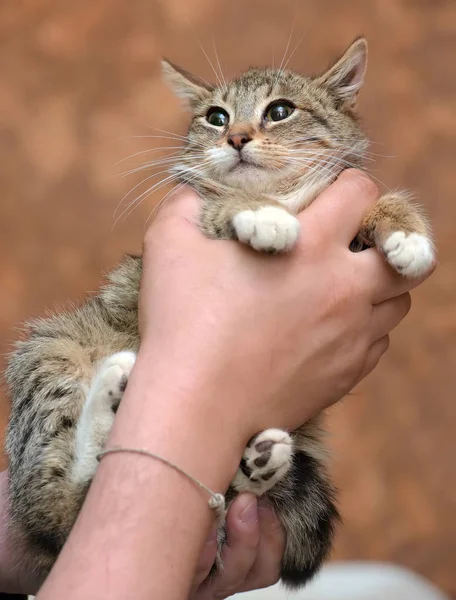 Gestreift mit weißer junger Katze — Stockfoto