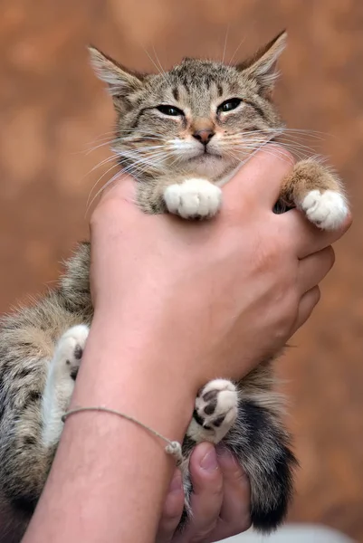 A strisce con bianco giovane gatto — Foto Stock